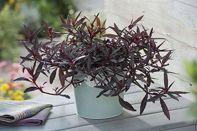 《战争机器：事变日》剧情将涵盖兽族入侵的前后数天